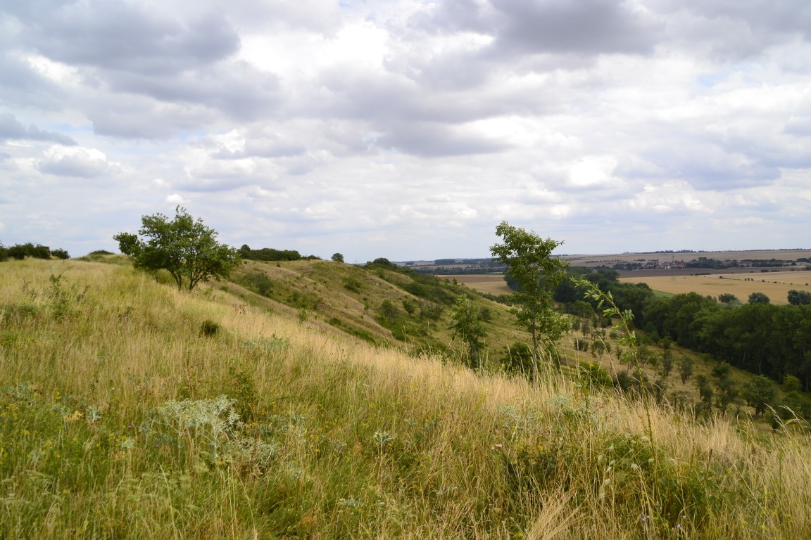 Brembacher Weinberg © Apel (Mittel)